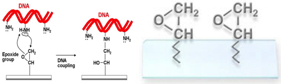 arrayit_dna